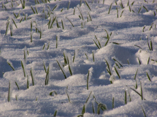 žieminių ruginių kviečių kvietrugių miežių avižų žirnių lauko pupelių vikių liucernos žolių veisimas